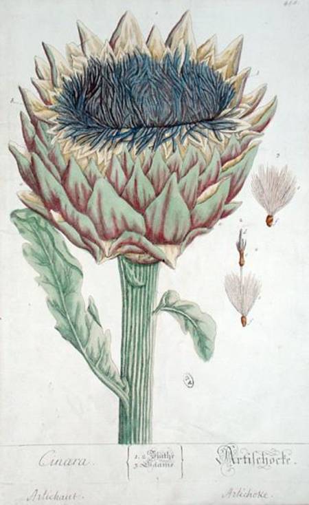  - artichoke_herbarium_blackwell_hi