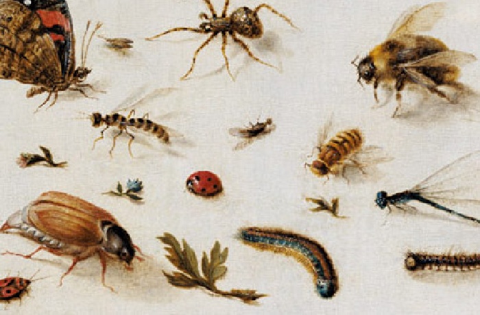 Sammlung von Insektenbildern und Insektenstudien berühmter Künstler.