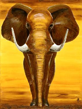 Elefant 2005