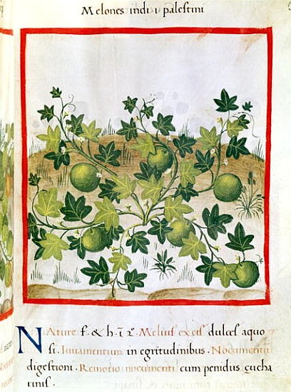 Ms 3054 fol.20 Melons, from ''Tacuinum Sanitatis'' von Italian School