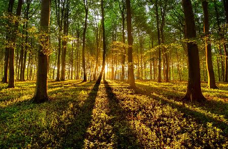 Waldlicht