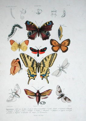 Various butterflies, from 'Dictionnaire Elementaire d'Histoire Naturelle', engraved by Felix, 1842 ( von A. Baron