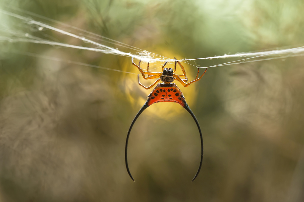 Langgehörnte Spinne von Abdul Gapur Dayak