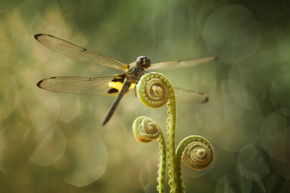 Libelle und Farne von Abdul Gapur Dayak