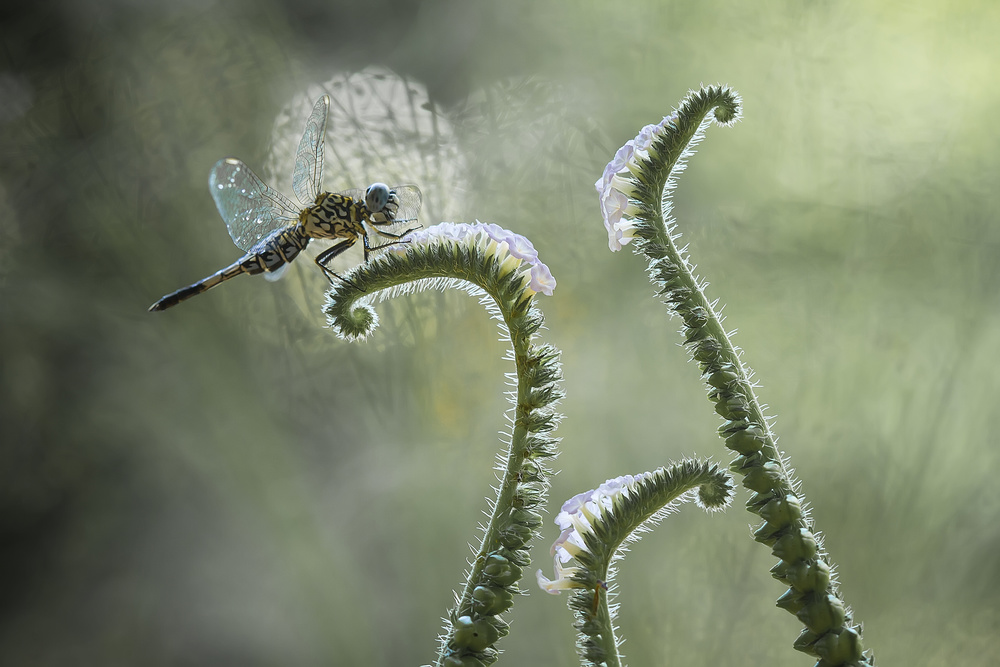 Libelle und Wildblumen von Abdul Gapur Dayak