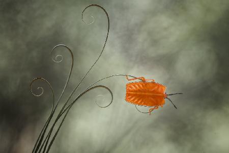 Nymphenkäfer (Pycanum rubens)