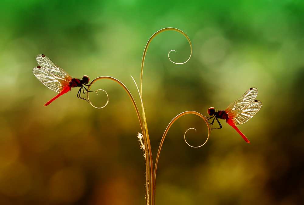 Together in Beautiful von Abdul Gapur Dayak