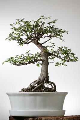 Bonsai chin. Ulme von Achim Schünemann