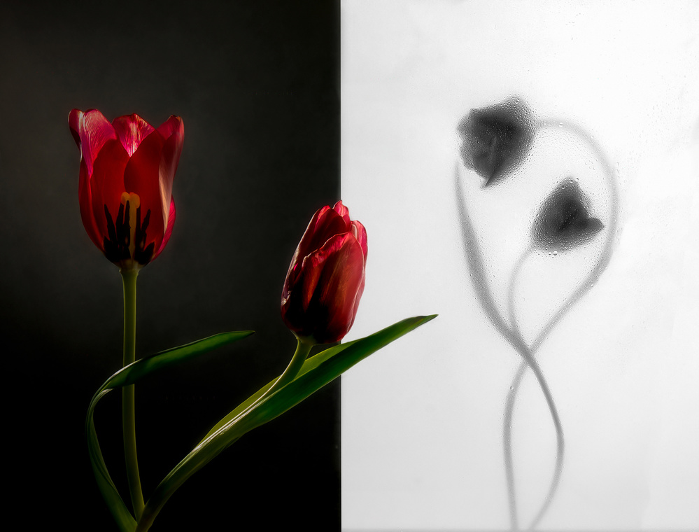 Tulpe von Ada Wang