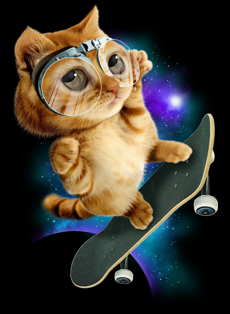 Katze auf Skateboard von Adam Lawless