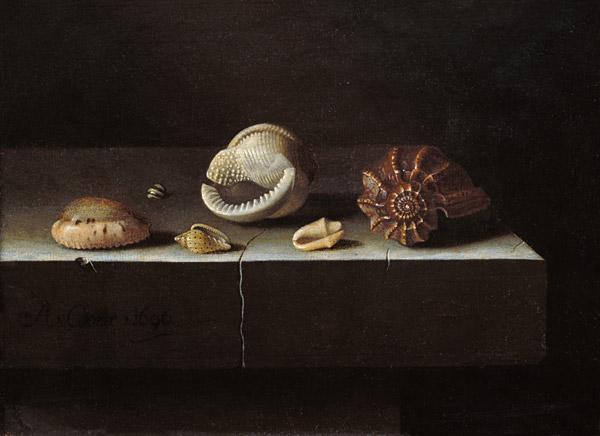 Six Shells on a Stone Shelf 1696