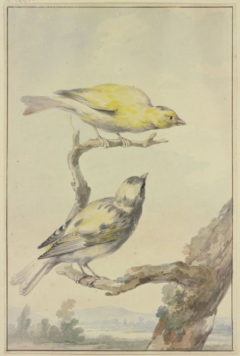 Zwei Kanarienvögel von Aert Schouman