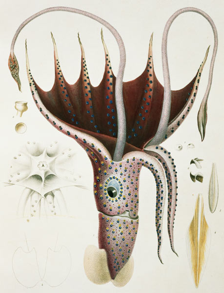 Squid, Pl.2 from ''Histoire Naturelle Generale et Particuliere des Cephalopodes Acetabuliferes'', pu von (after) Antoine Chazal