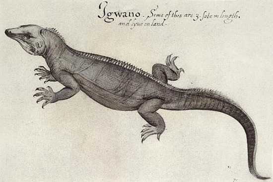 Iguana von (after) John White