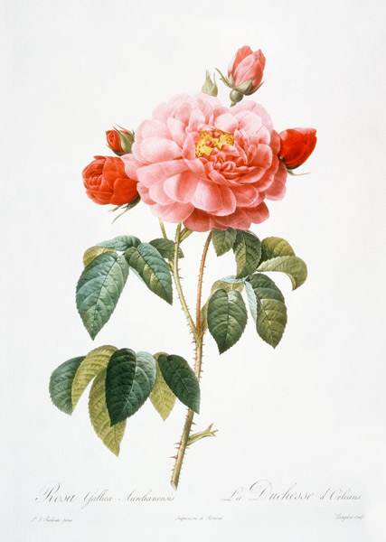 Rosa Gallica Aurelianensis; engraved by Eustache Hyacinthe Langlois (1777-1837) von (after) Pierre Joseph Redoute
