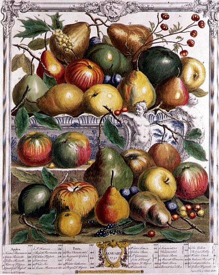 January, from ''Twelve Months of Fruits'', Robert Furber (c.1674-1756) ; engraved by  Gerard Vanderg von (after) Pieter Casteels