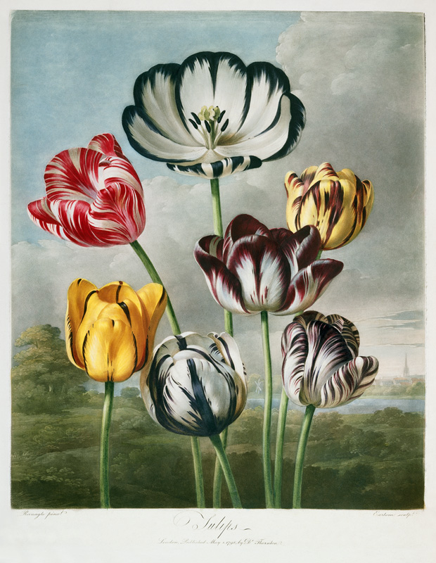 Tulips von Robert John Thornton