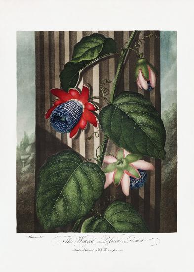 Die geflügelte Passionsblume aus dem Tempel der Flora (1807)
