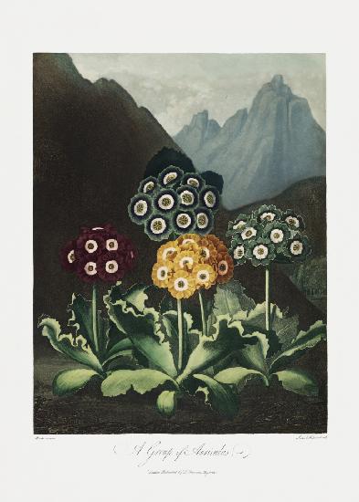 Eine Gruppe von Aurikeln aus dem Tempel der Flora (1807)