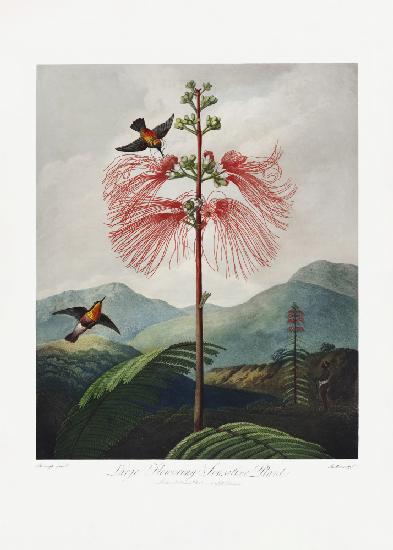 Großblühende empfindliche Pflanze aus dem Tempel der Flora (1807)