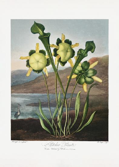 Kannenpflanze aus dem Tempel der Flora (1807)