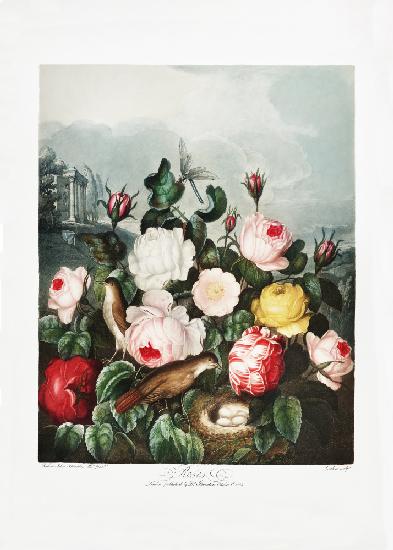 Rosen aus dem Tempel der Flora (1807)