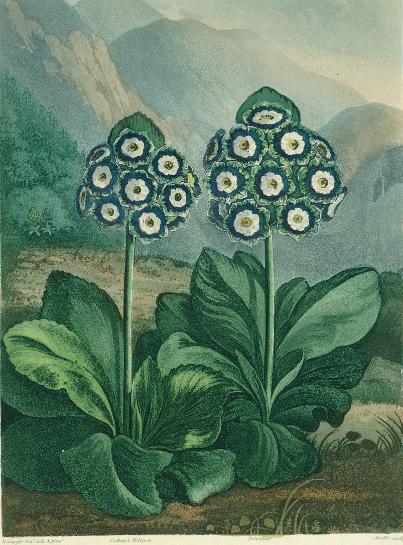 Primrose: Primula auricula, engraved by Sutherland, from Robert Thornton's "Temple of Flora" 1807, c