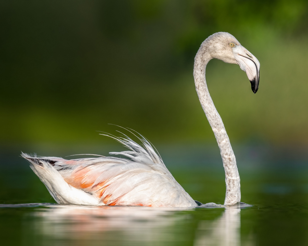 Flamingo von Ahmed Elsheshtawy