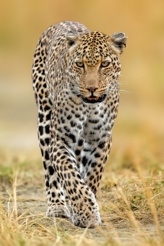 Leopard von Ahmed Elsheshtawy