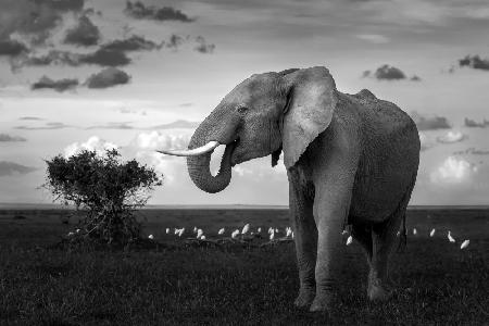 Wunderschöner Elefant