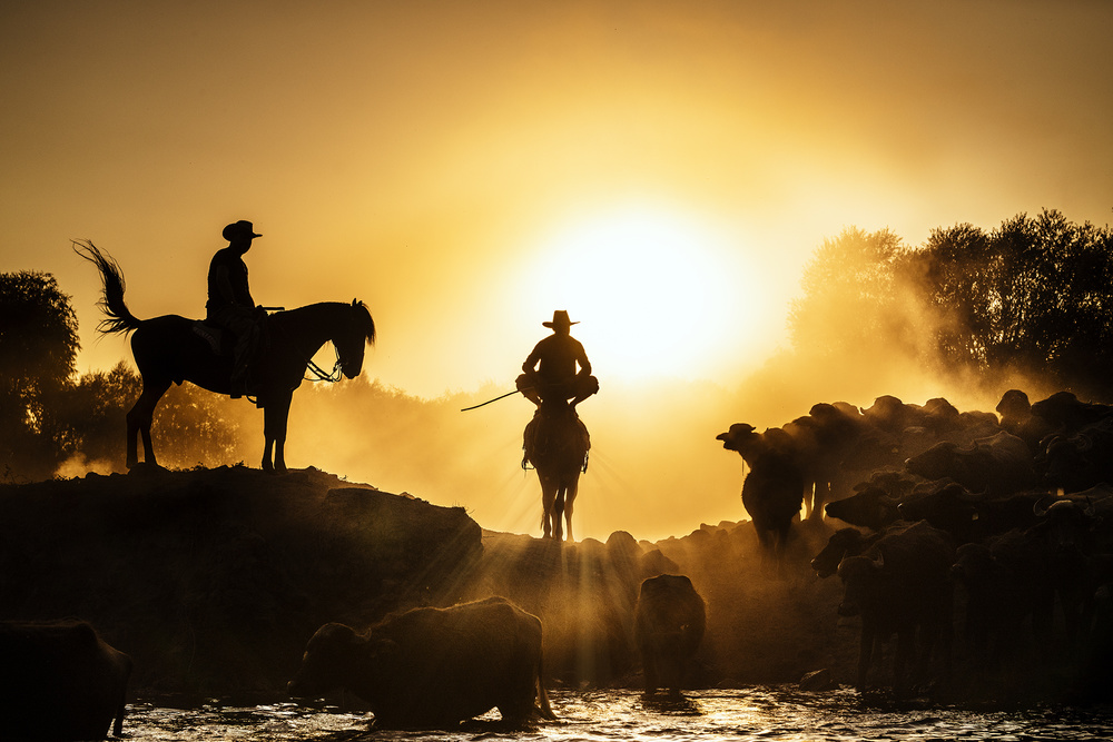 Cowboys und Büffel von Ahmet Kutuk