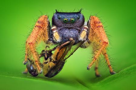 Phidippus arizonensis mit Raubfliege