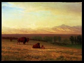 Buffalos in ebener Landschaft Um 1890