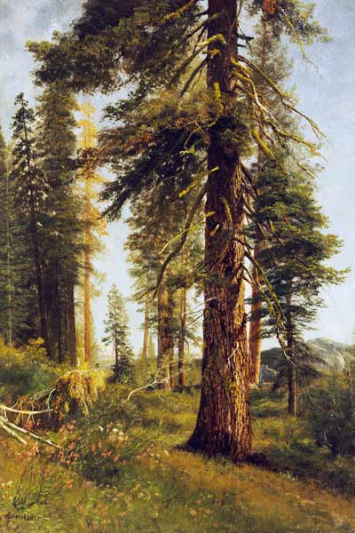 California Redwoods (oil on paper) von Albert Bierstadt