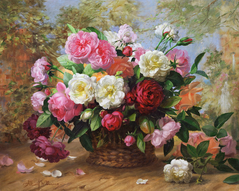A/291 Heavens Beauty in a Summer Rose von Albert Williams