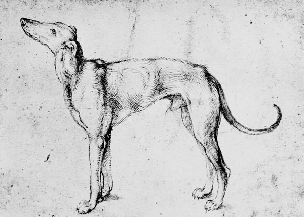 A.Dürer, Greyhound / Draw./ c.1500 von Albrecht Dürer