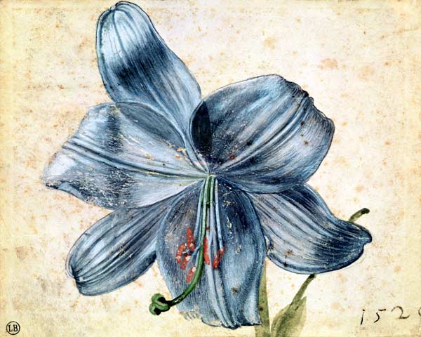 Study of a lily von Albrecht Dürer