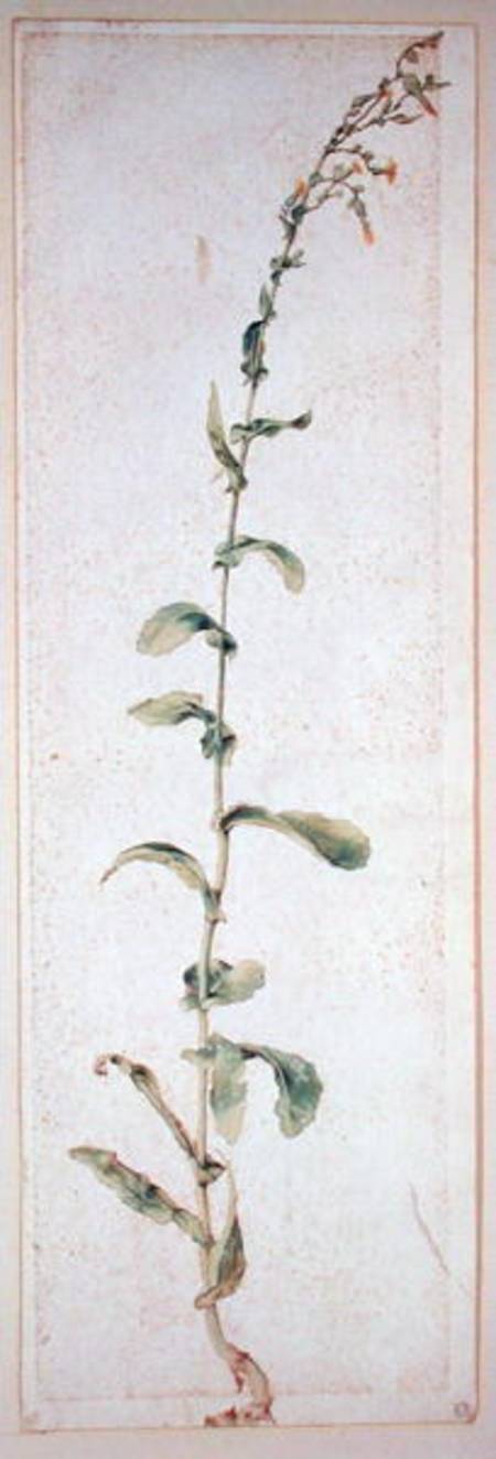 A Tobacco Plant von Albrecht Dürer