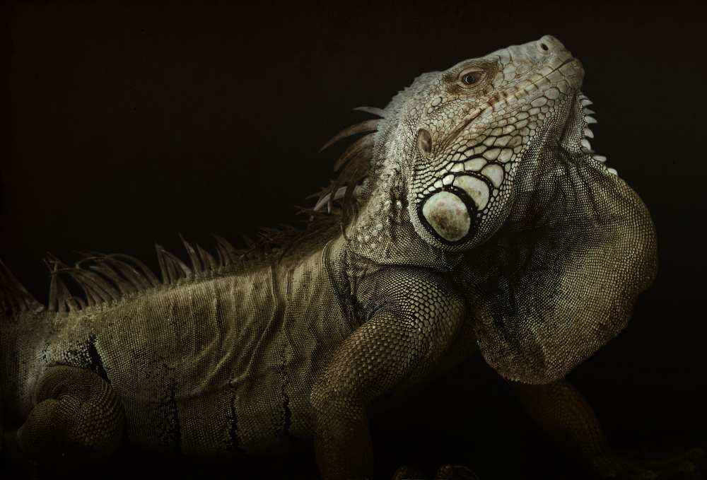 Iguana profile von Aleksandar Milosavljevi?