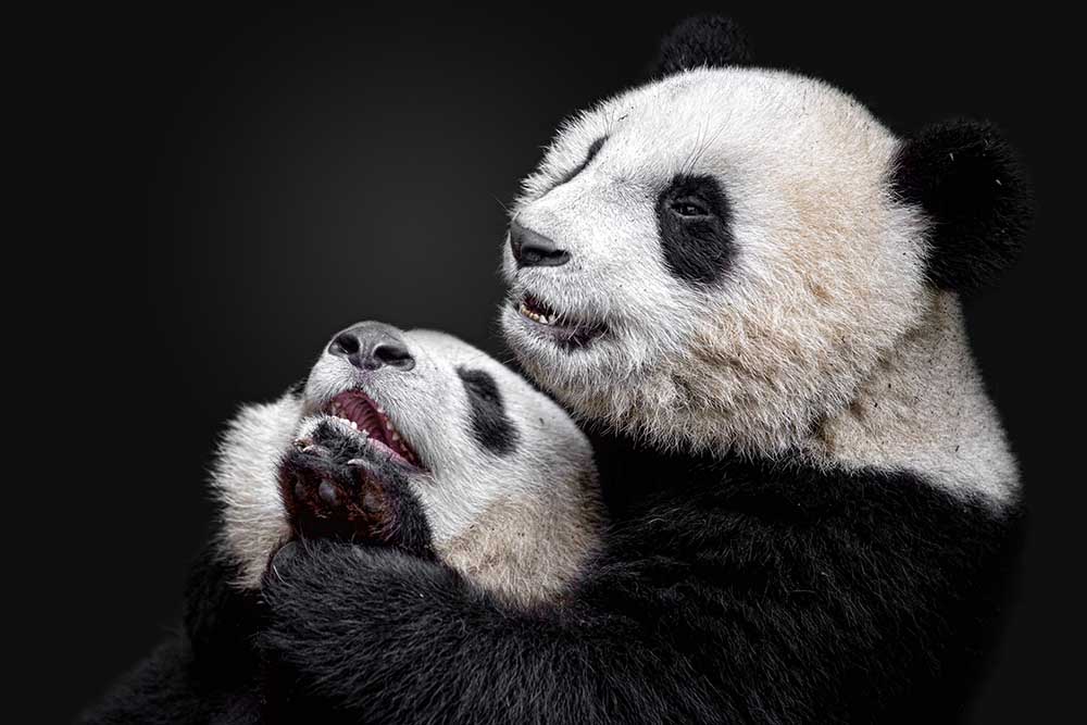 Pandas von Alessandro Catta