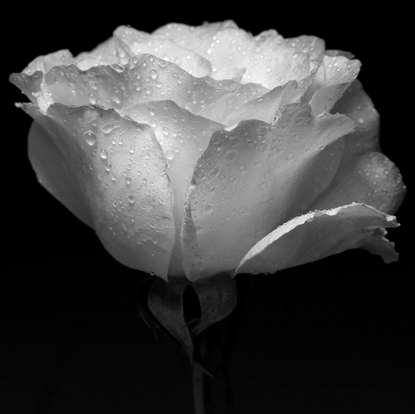 white flower and water von Alex Caminker