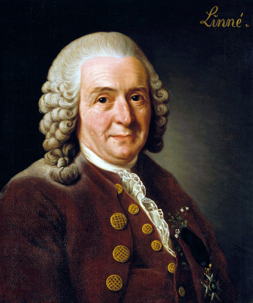 Porträt von Carl von Linné (1707-1778) von Alexander Roslin