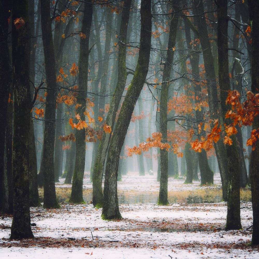 Herbst in meiner Seele von Alexandra Fira