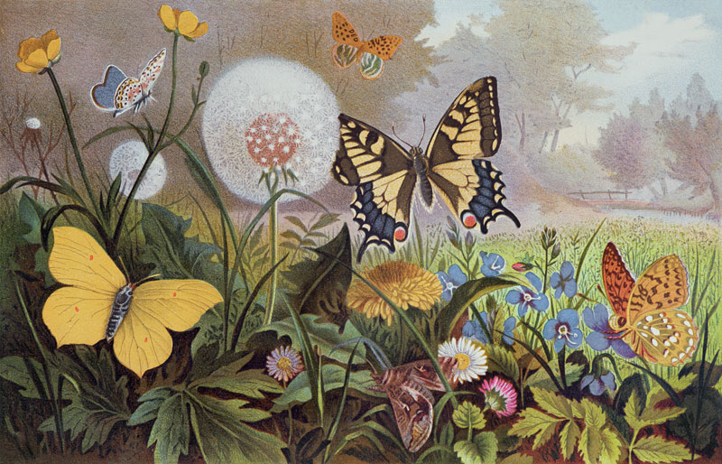 Butterflies, illustration from an Hungarian natural history book, c.1900 (colour litho) von Alfred Brehm