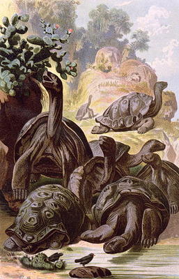Giant Tortoises from the Galapagos Islands, from a natural history book, 1887 (colour litho) von Alfred Brehm