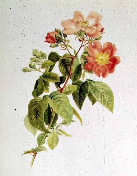 Rosa setigera (The Prairie Rose) by Alfred Parsons (1847-1920) von Alfred Parsons