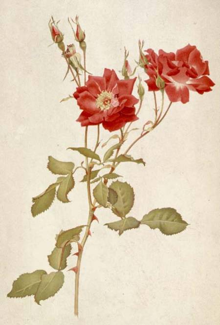 Rose: Bourbon von Alfred Parsons