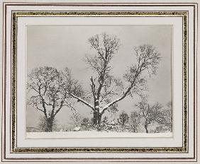 Trees in Winter 1923