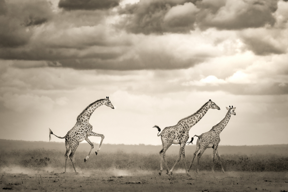 Springende Giraffe von Ali Khataw