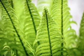 Green leaves detail